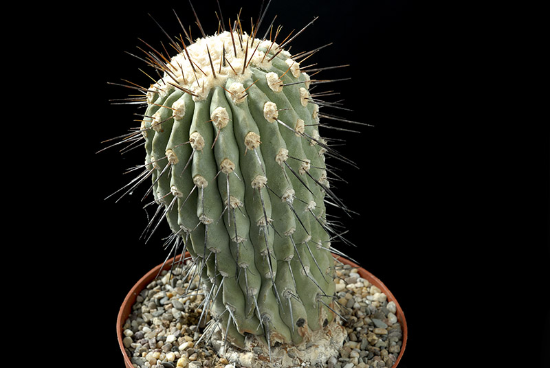 Copiapoa dealbataD. 7 H. 13 € 160.00.jpg